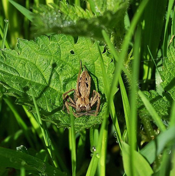 Pisaura cfr. mirabilis, Araneus diadematus e Argiope bruennichi - Pogno (NO)